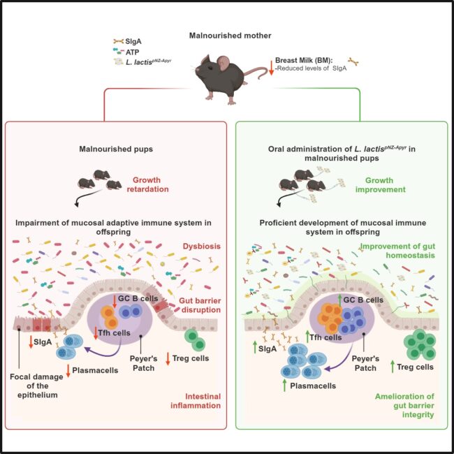 Graphical abstract_revised